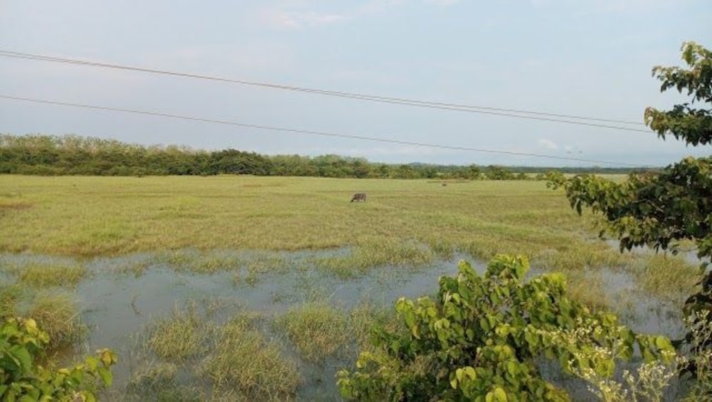 Visit Pobitora Wildlife Sanctuary-5